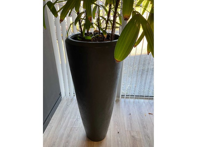 Plant met pot - afbeelding 4 van  4