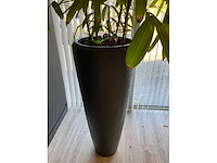 Plant met pot - afbeelding 4 van  4