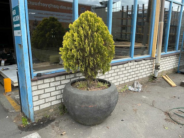 Plant met pot - afbeelding 1 van  6