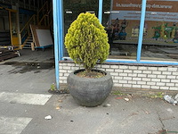 Plant met pot - afbeelding 2 van  6