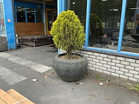 Plant met pot - afbeelding 3 van  6