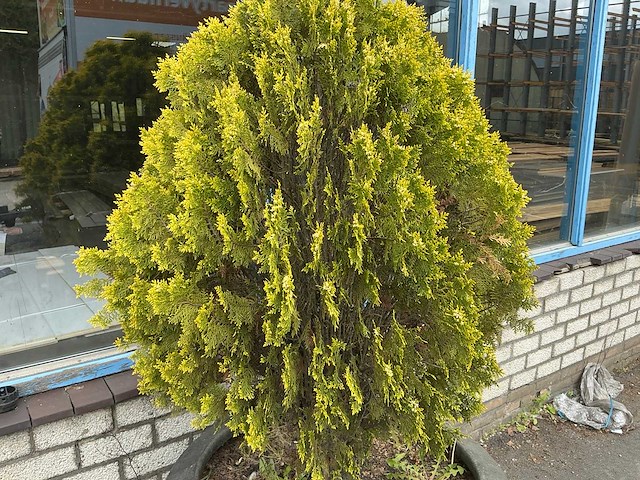 Plant met pot - afbeelding 4 van  6