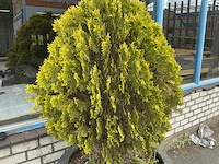 Plant met pot - afbeelding 4 van  6