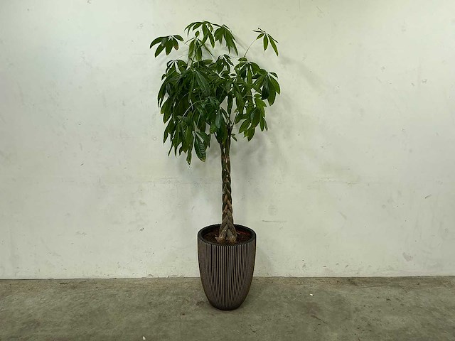 Plant met pot - afbeelding 1 van  4