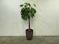 Plant met pot - afbeelding 1 van  4