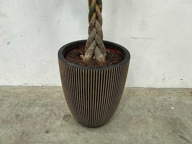 Plant met pot - afbeelding 2 van  4