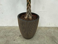 Plant met pot - afbeelding 2 van  4