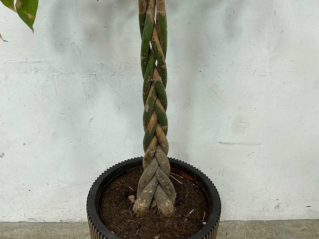 Plant met pot - afbeelding 3 van  4