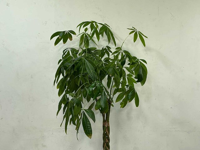 Plant met pot - afbeelding 4 van  4