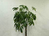 Plant met pot - afbeelding 4 van  4