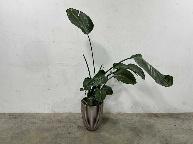 Plant met pot - afbeelding 1 van  3