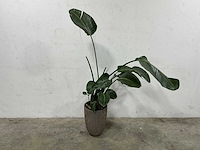 Plant met pot - afbeelding 1 van  3