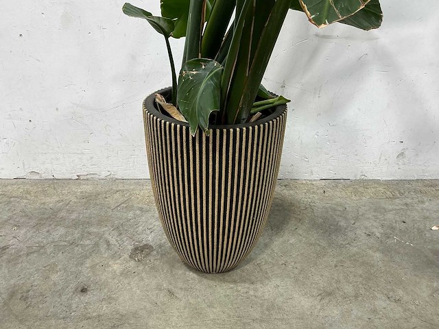Plant met pot - afbeelding 2 van  3