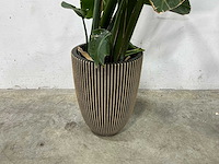 Plant met pot - afbeelding 2 van  3