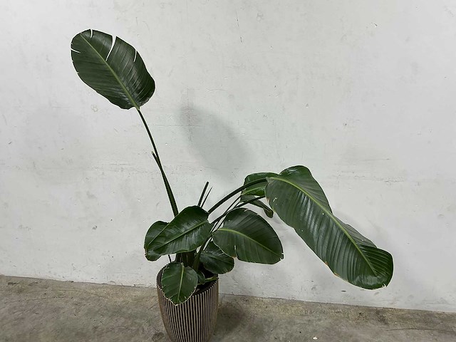 Plant met pot - afbeelding 3 van  3