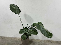 Plant met pot - afbeelding 3 van  3