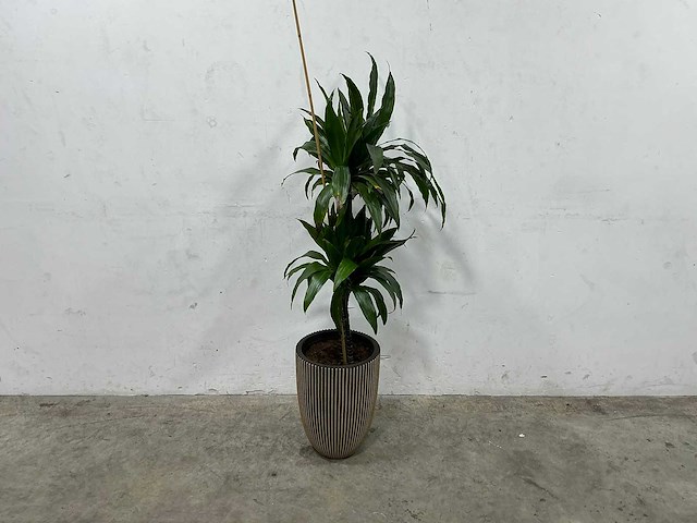 Plant met pot - afbeelding 1 van  3