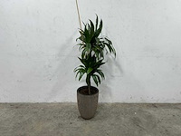 Plant met pot - afbeelding 1 van  3