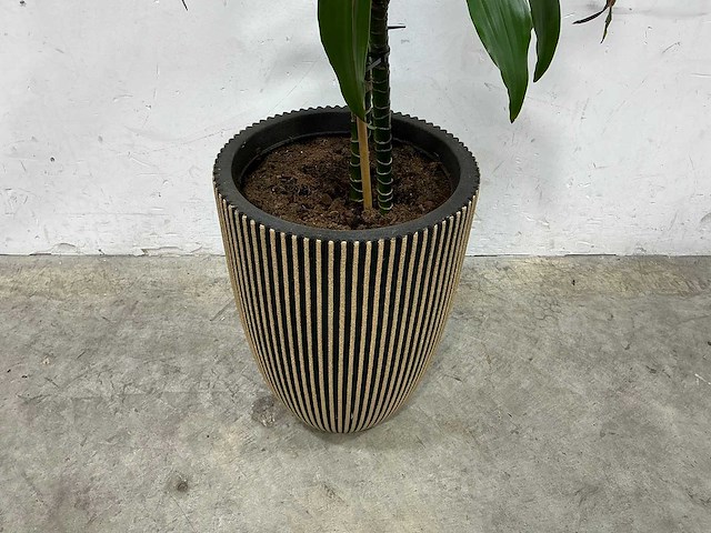 Plant met pot - afbeelding 2 van  3