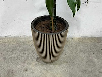 Plant met pot - afbeelding 2 van  3