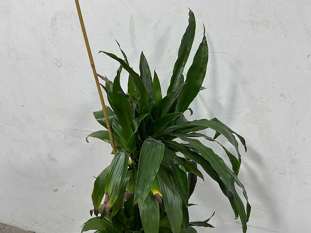 Plant met pot - afbeelding 3 van  3