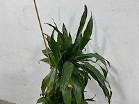 Plant met pot - afbeelding 3 van  3