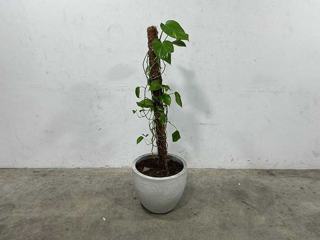 Plant met pot - afbeelding 1 van  3
