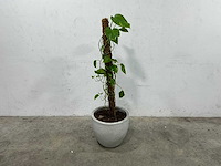 Plant met pot - afbeelding 1 van  3