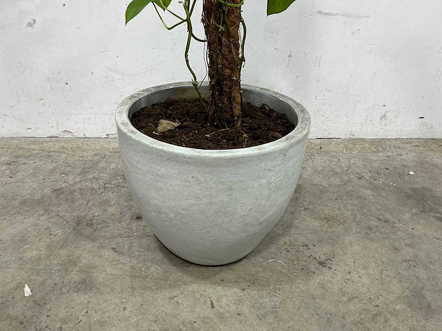 Plant met pot - afbeelding 2 van  3