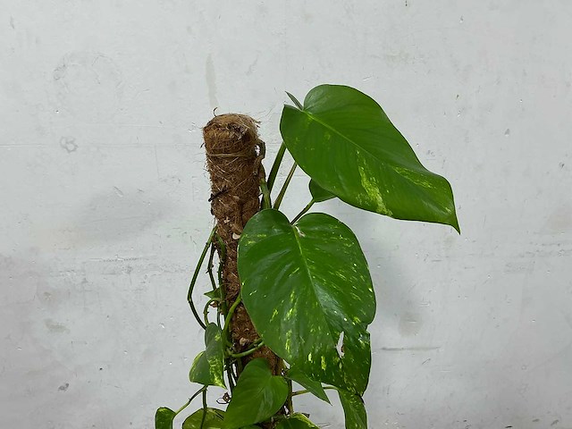 Plant met pot - afbeelding 3 van  3
