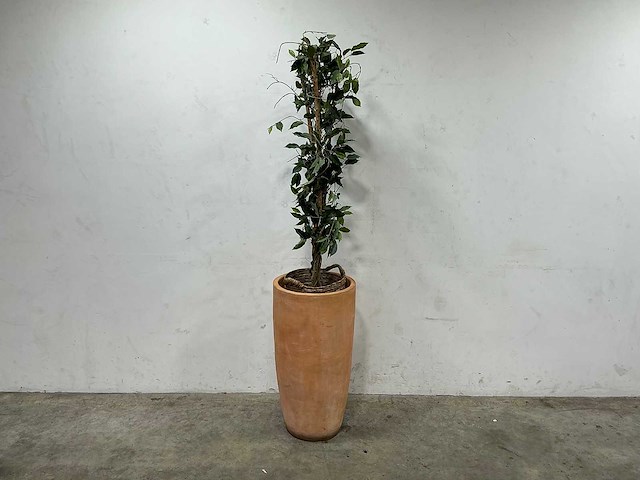 Plant met pot - afbeelding 1 van  3