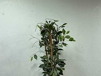 Plant met pot - afbeelding 3 van  3