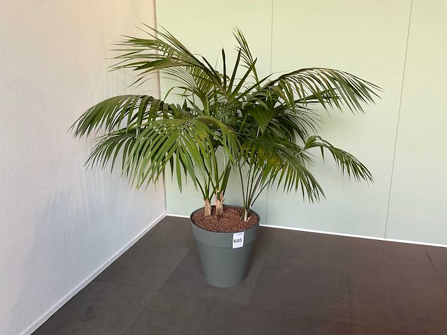 Plant met pot - afbeelding 1 van  2