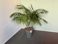 Plant met pot - afbeelding 1 van  2