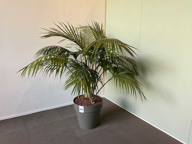 Plant met pot - afbeelding 2 van  2