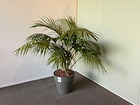 Plant met pot - afbeelding 2 van  2