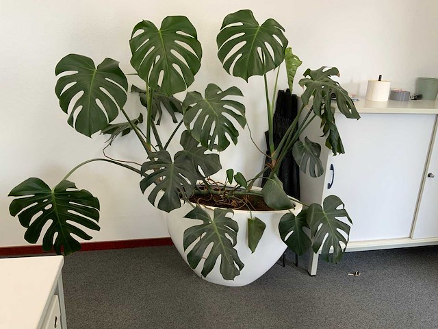 Plant met pot - afbeelding 1 van  5