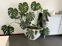 Plant met pot - afbeelding 1 van  5