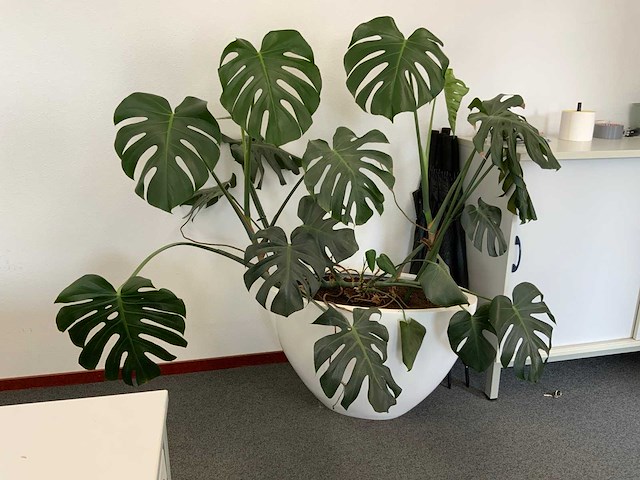 Plant met pot - afbeelding 2 van  5