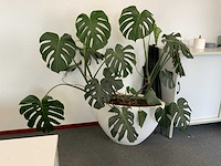 Plant met pot - afbeelding 2 van  5