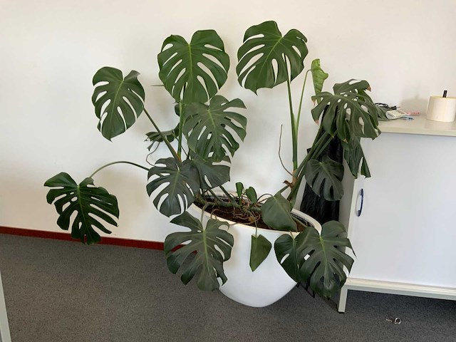 Plant met pot - afbeelding 3 van  5
