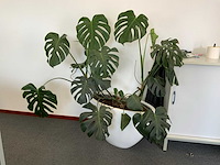 Plant met pot - afbeelding 3 van  5