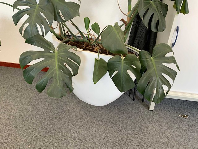 Plant met pot - afbeelding 5 van  5