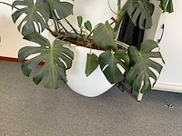 Plant met pot - afbeelding 5 van  5