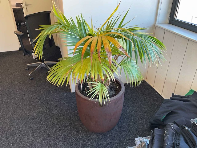 Plant met pot - afbeelding 1 van  2