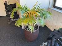 Plant met pot
