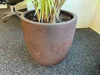 Plant met pot - afbeelding 2 van  2