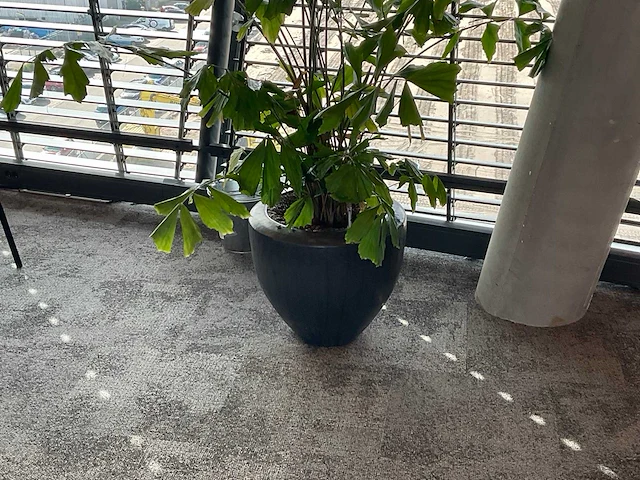 Plant met pot - afbeelding 1 van  1