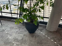 Plant met pot - afbeelding 1 van  1