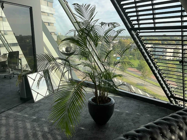 Plant met pot - afbeelding 3 van  3